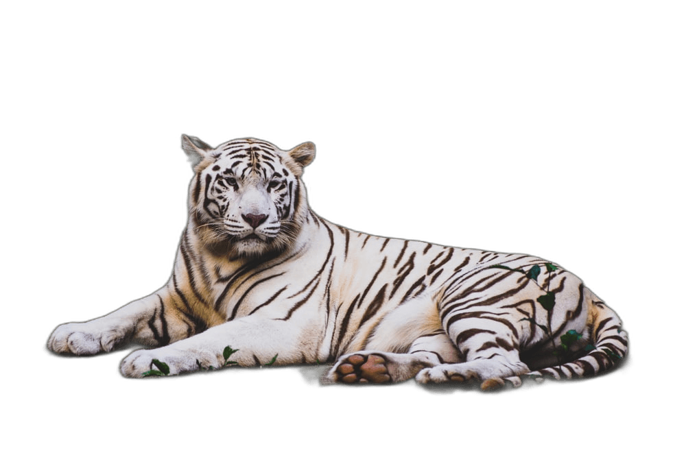 AI Image Background Removal